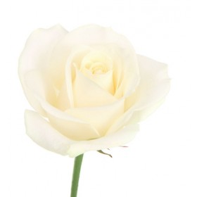 Essência White Musk 20ml