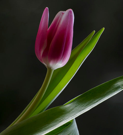 Marcador de Veios Folha Tulipa