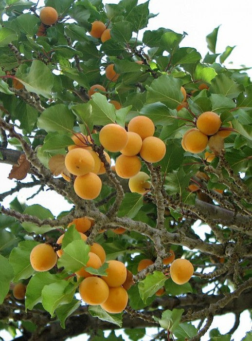 Óleo de Caroço de Alperce para Sabonete 50ml